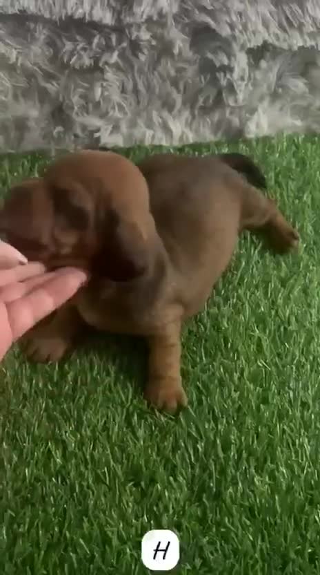 Teckel Miniatura perros en venta: TECKEL MINIATURA COLOR FUEGO - Video 1