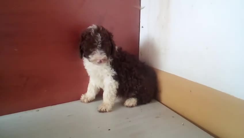 Perro de Agua Español perros en venta: Perro de Aguas MARISMEÑOS - Video 2