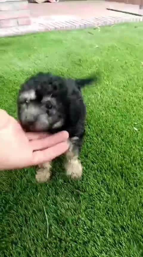 Caniche Toy perros en venta: Hembra caniche  - Video 1