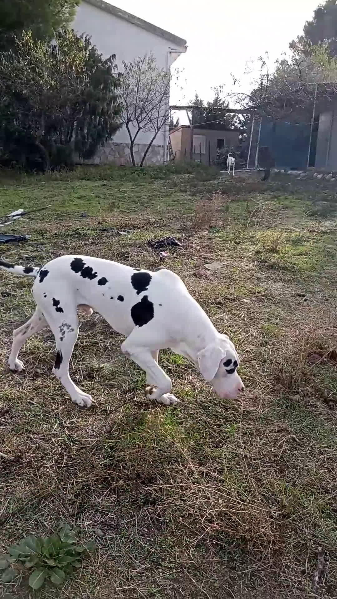 Dogo Alemán perros para monta: DOGO ALEMAN , MONTAS  - Video 1