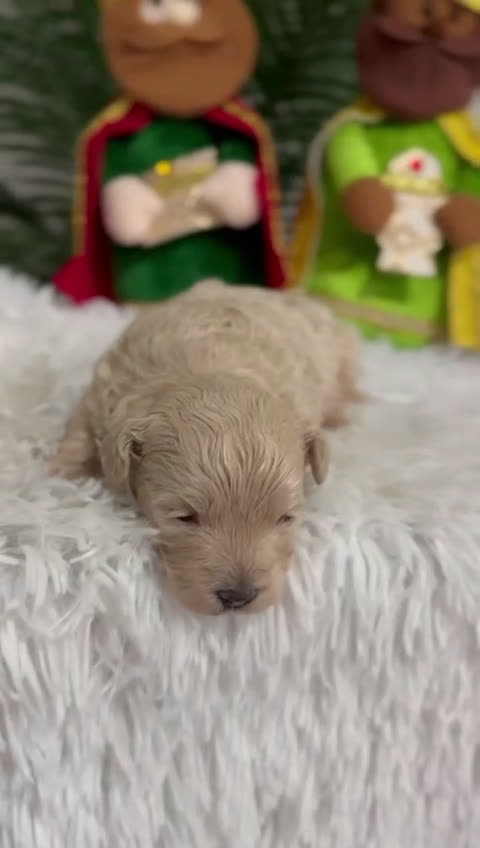 Maltipoo perros en venta: MALTIPOO MACHO - Video 1
