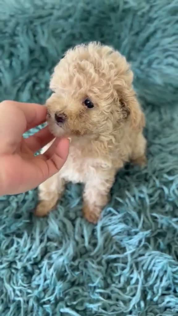 Caniche Toy perros en venta: Caniche hembra toy crema 🐾 - Video 1
