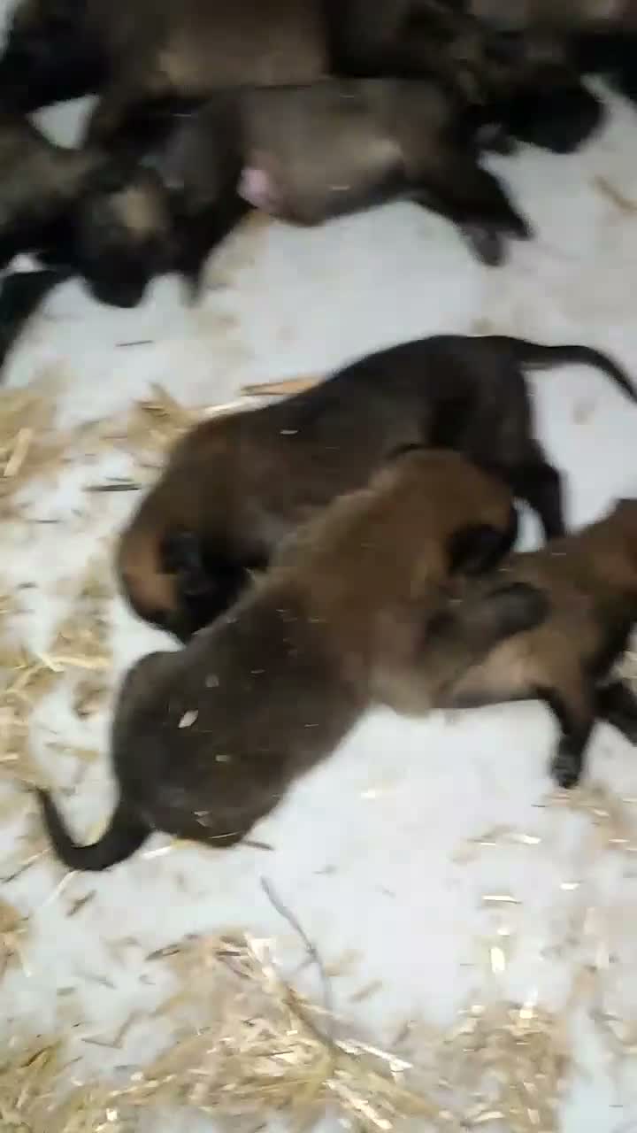 Pastor Belga Malinois perros en venta: Disponible Pastor belga Malinois para reservar  - Video 1