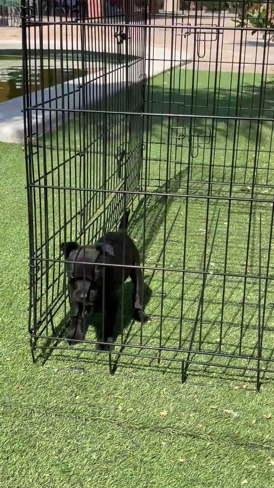 Jack Russell Terrier perros en venta: Cachorra de Patterdale  - Video 1