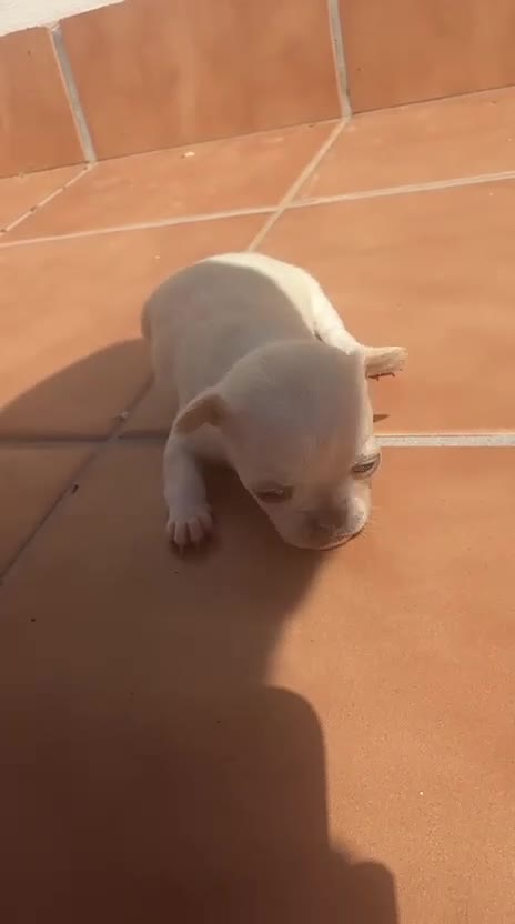 Chihuahua perros en venta: Preciosas chihuahuas hembras💖🐾🐾 - Video 2