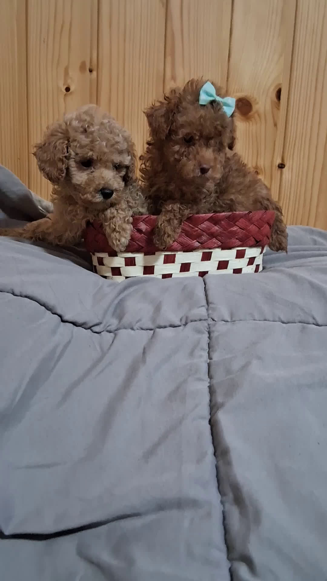 Caniche Toy perros en venta: Caniche toy 603574813 - Video 1