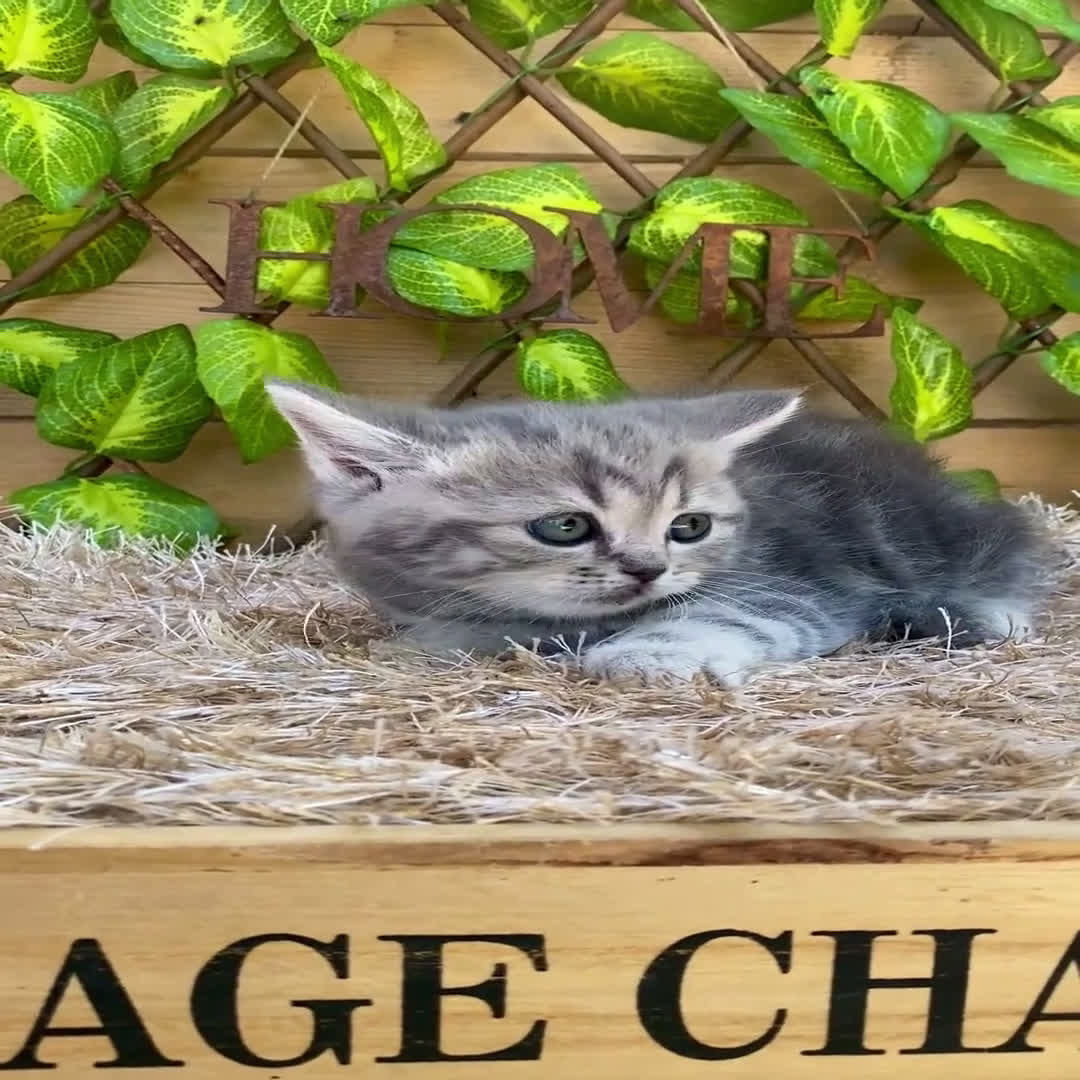 Británico de Pelo Corto gatos en venta: Camada de Daniela - Video 5