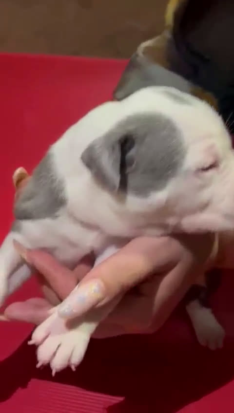 American Pit Bull Terrier perros en venta: camada American Pitbull Terrier  - Video 3
