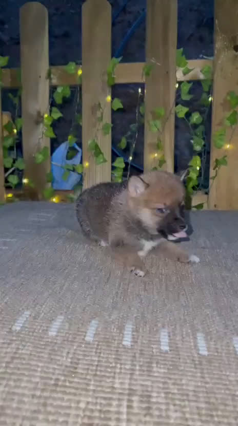 Shiba Inu perros en venta: Preciosos Shiba Inu auténticos  - Video 3