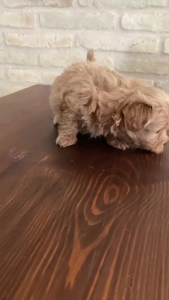 Maltipoo perros en venta: Cachorros de maltipo - Video 1