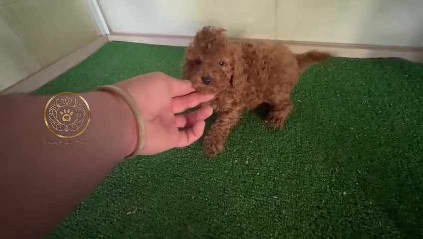 Caniche Toy perros en venta: Caniches  - Video 1