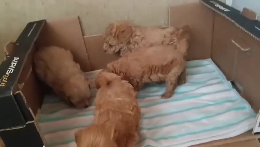 Caniche Toy perros en venta: CANICHES HEMBRITAS ROJAS TOY - Video 1