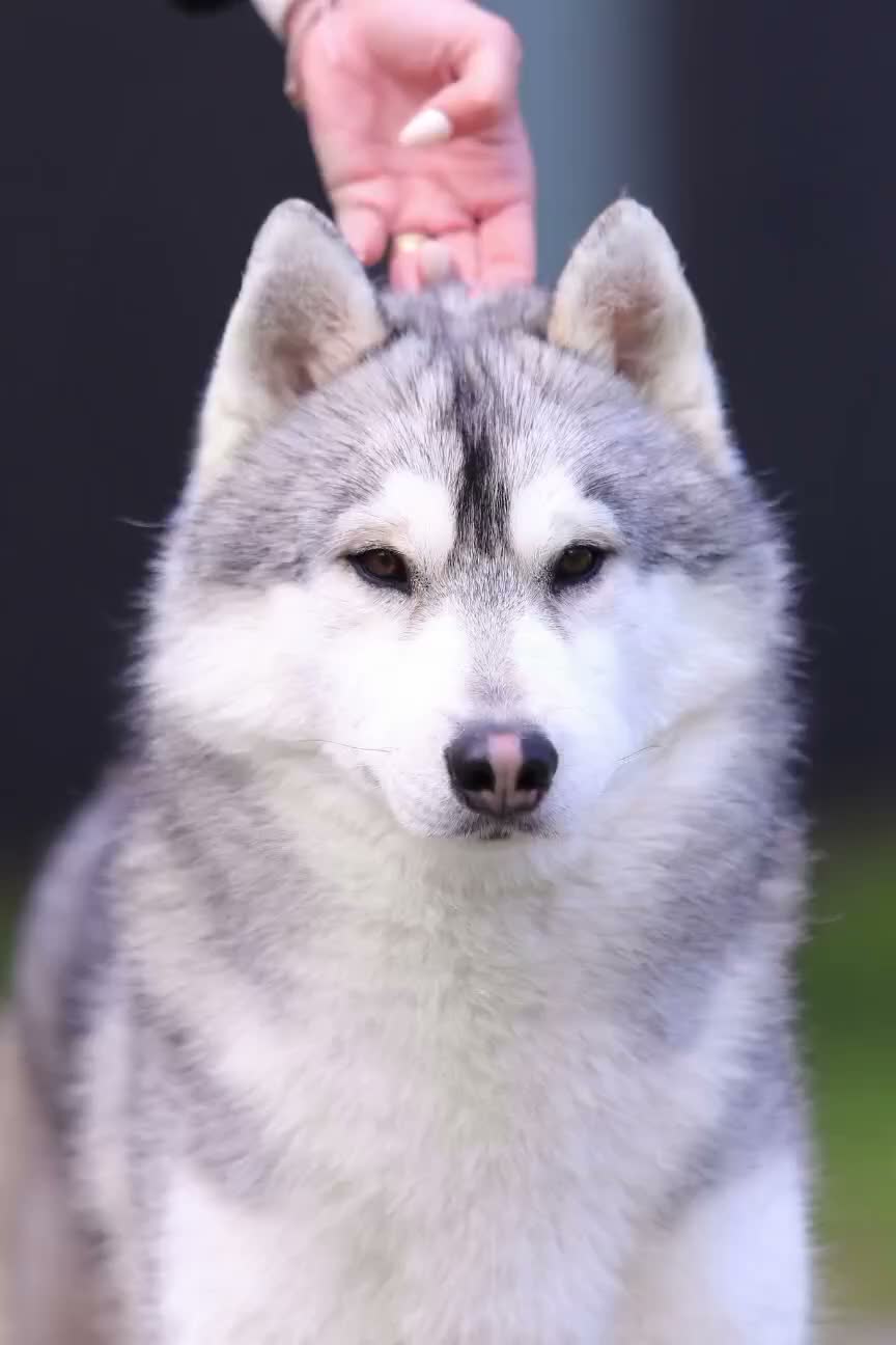 Husky Siberiano perros en venta: Husky Siberiano  - Video 1