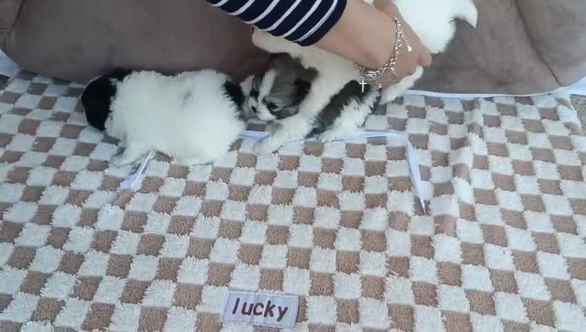 Pomerania perros en venta: POMERANIAS MACHITOS PRECIOSOS  - Video 1