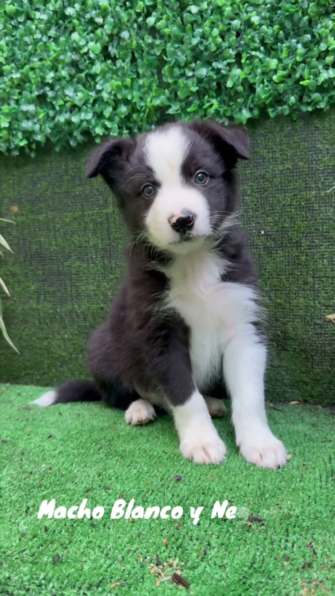 Border Collie perros en venta: BORDER COLLIE - Video 1