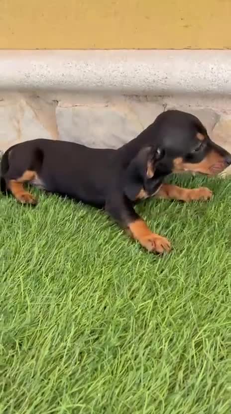 Teckel Miniatura perros en venta: Teckel miniatura negro fuego - Video 1