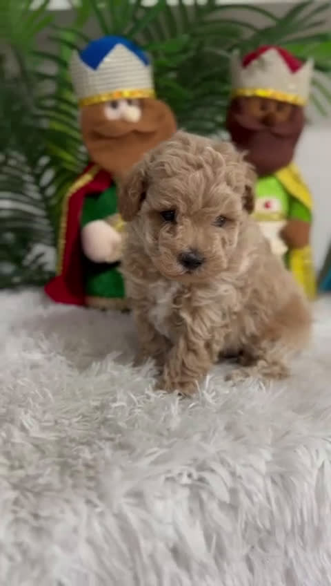 Caniche Toy perros en venta: CANICHE TOY - Video 1