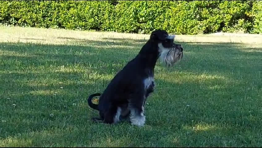 Schnauzer Miniatura perros en venta: Espectacular camada lista para entregar - Video 1