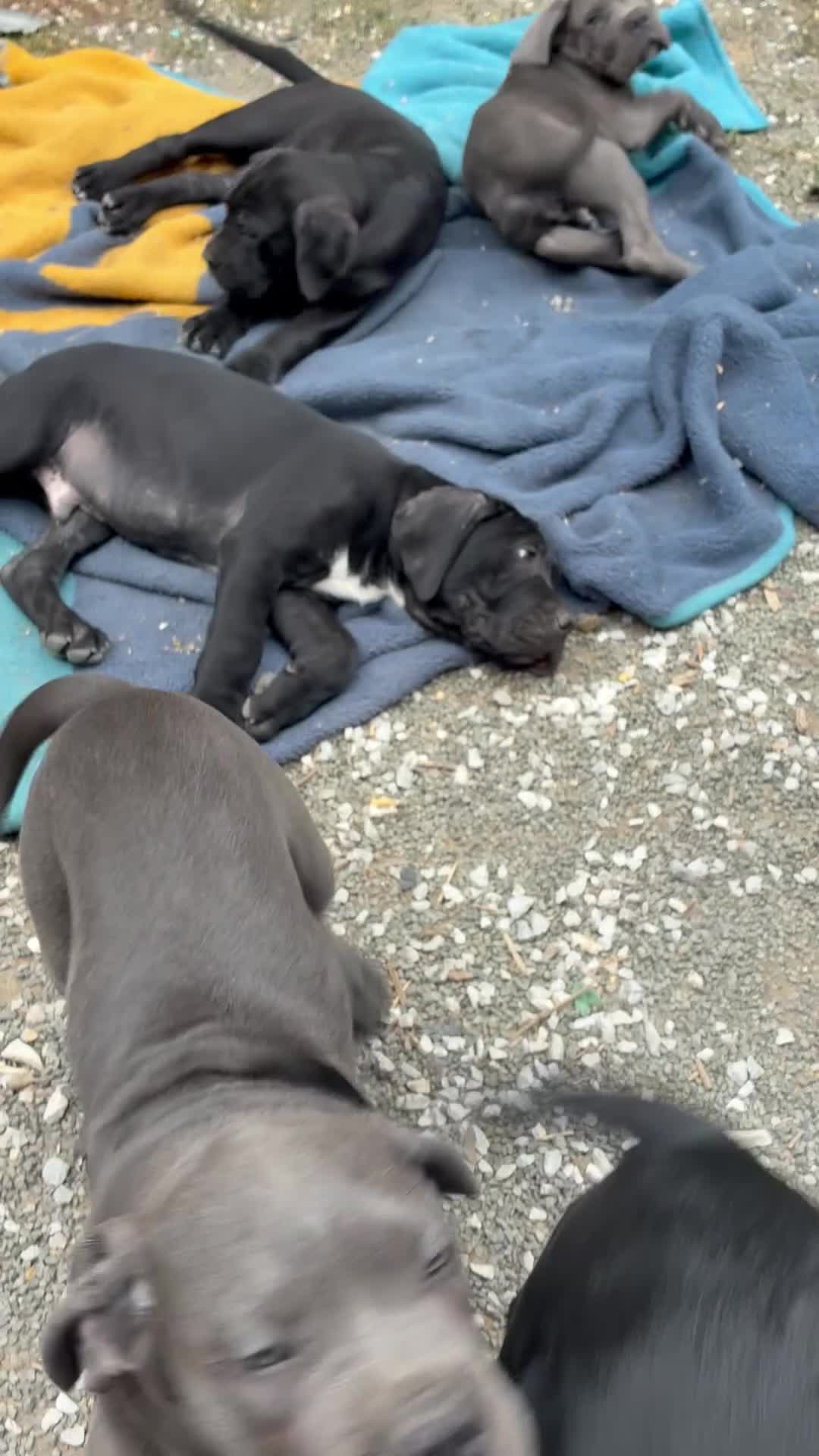 Cane Corso perros en venta: Cane corso  en Guipúzcoa - Video 3