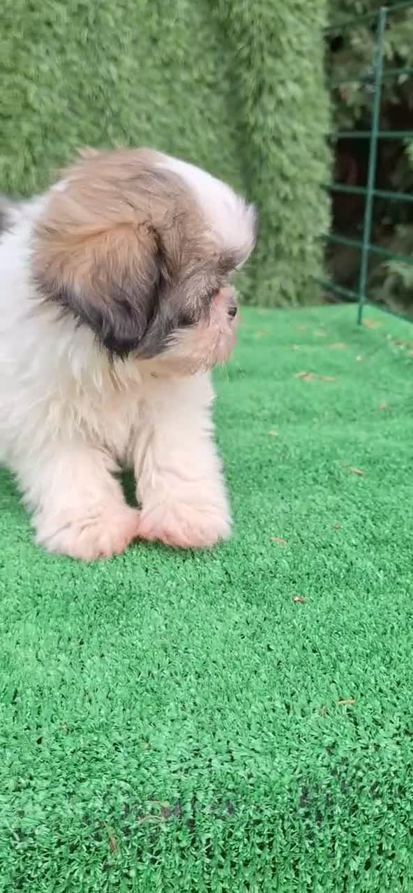 Shih Tzu perros en venta: Shih Tzu - Video 1