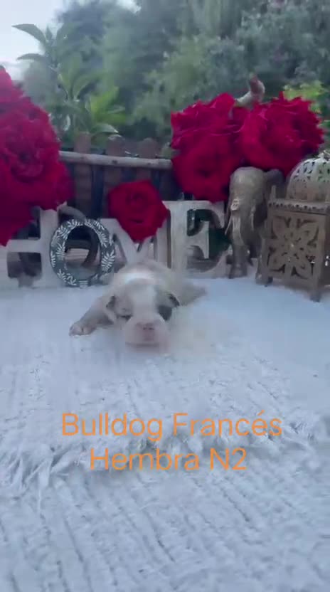 Bulldog Francés perros en venta: Bulldog francés exóticos merles preciosos  - Video 3