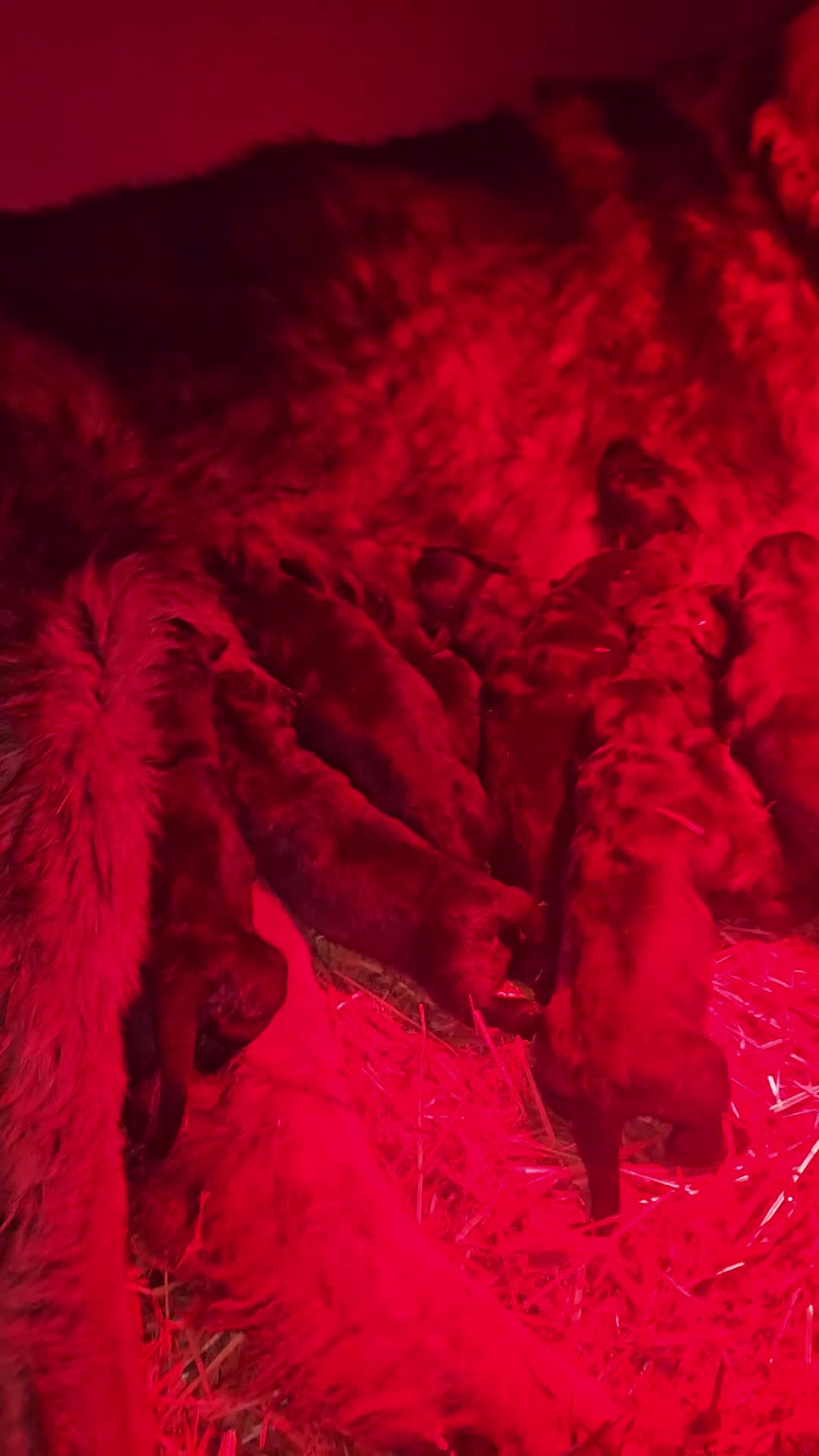 Pastor del Cáucaso perros en venta: Cachorro de pastor del caucaso - Video 1