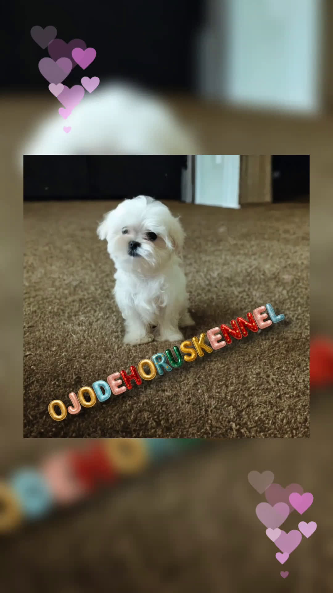 Bichón Maltés perros en venta: Macho maltés 50 asiático  - Video 1