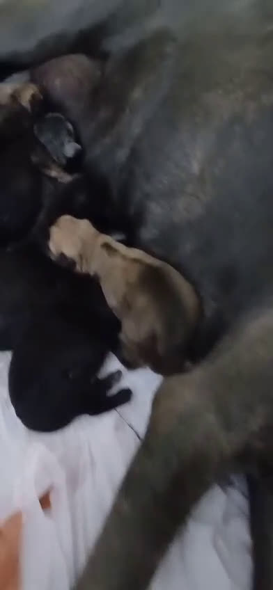 Cane Corso perros en venta: Cane Corso  - Video 2
