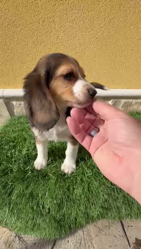 Beagle perros en venta: Precioso macho de Beagle  - Video 1