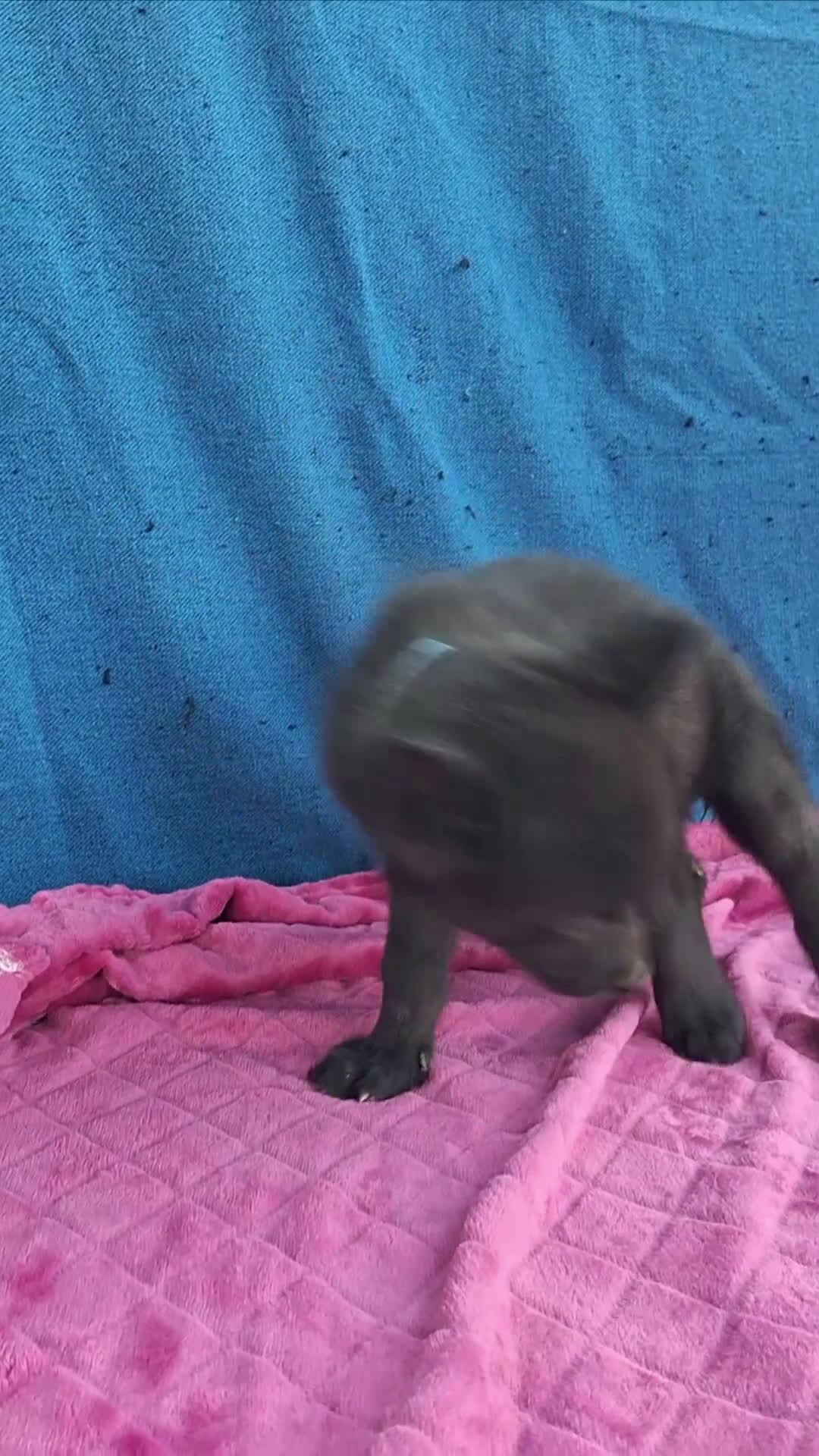 Otras razas perros en venta: PERRO LOBO AMERICANO  - Video 1