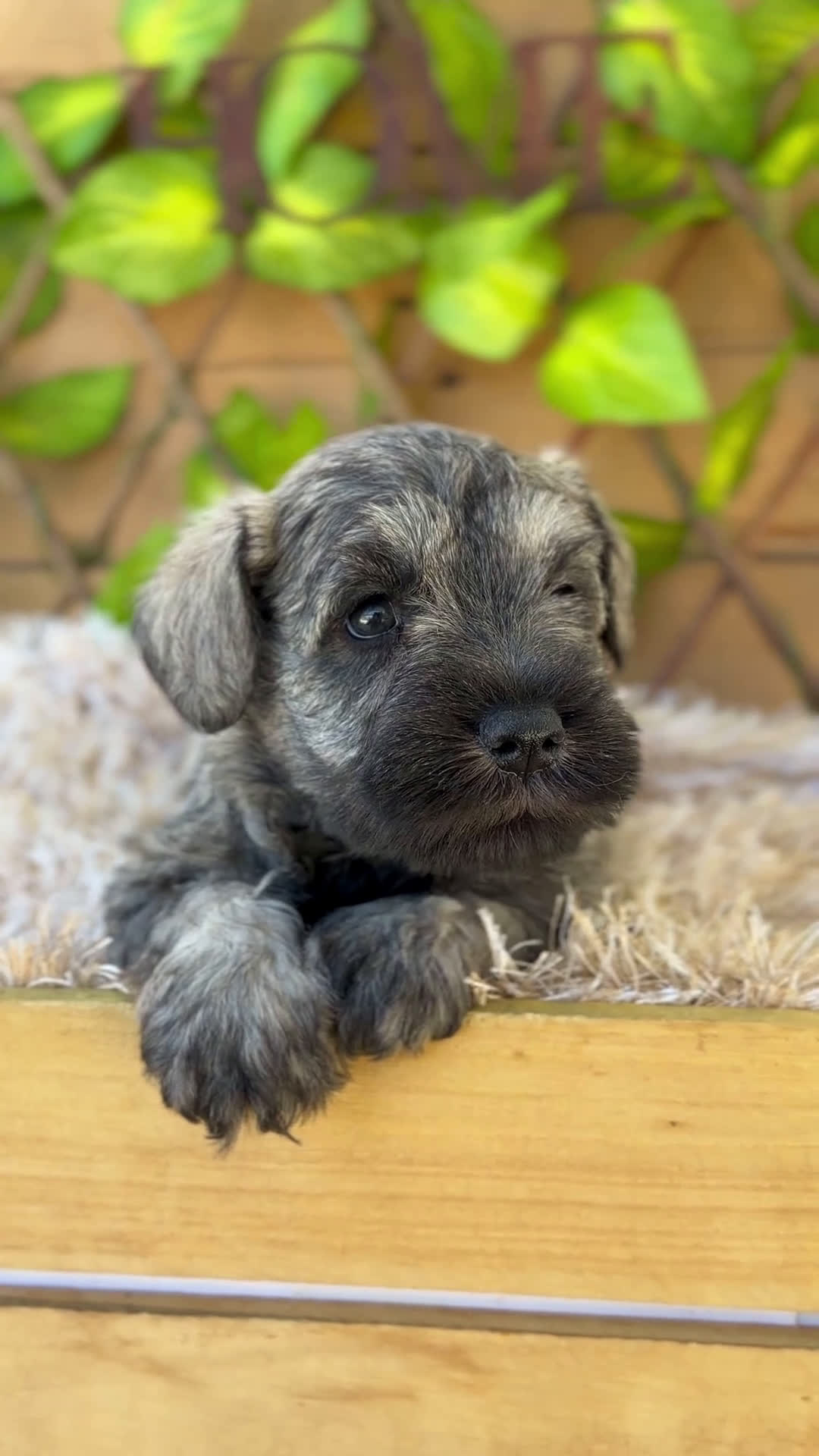Schnauzer Miniatura perros en venta: Camada de Mila - Video 4