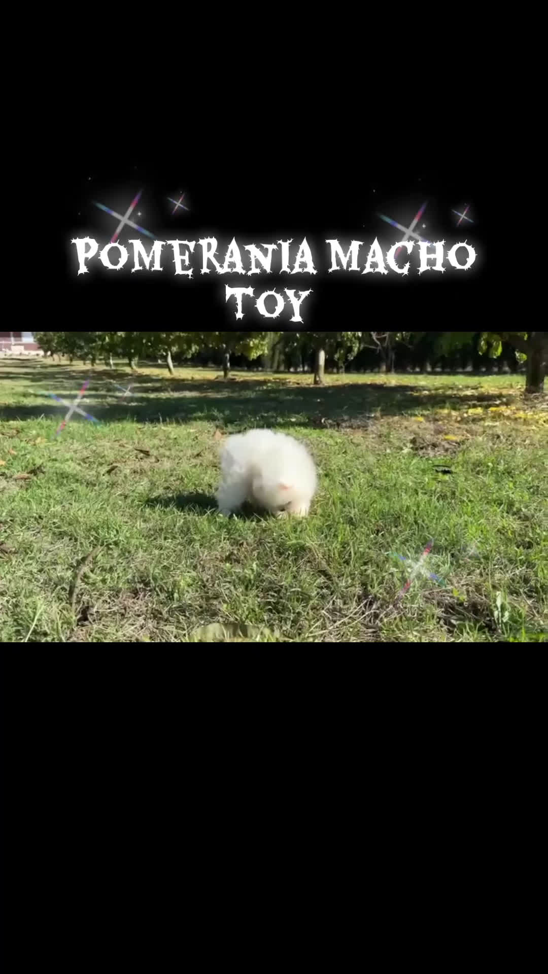 Pomerania perros en venta: Pomeranias blancos  - Video 1