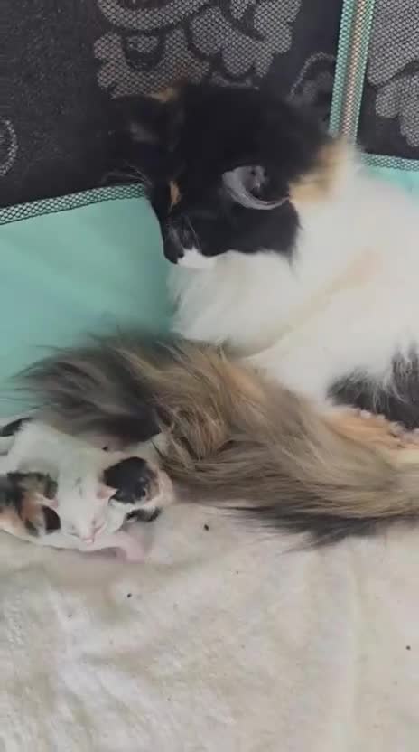 Bosque de Noruega gatos en venta: Bosque de Noruega - Video 1