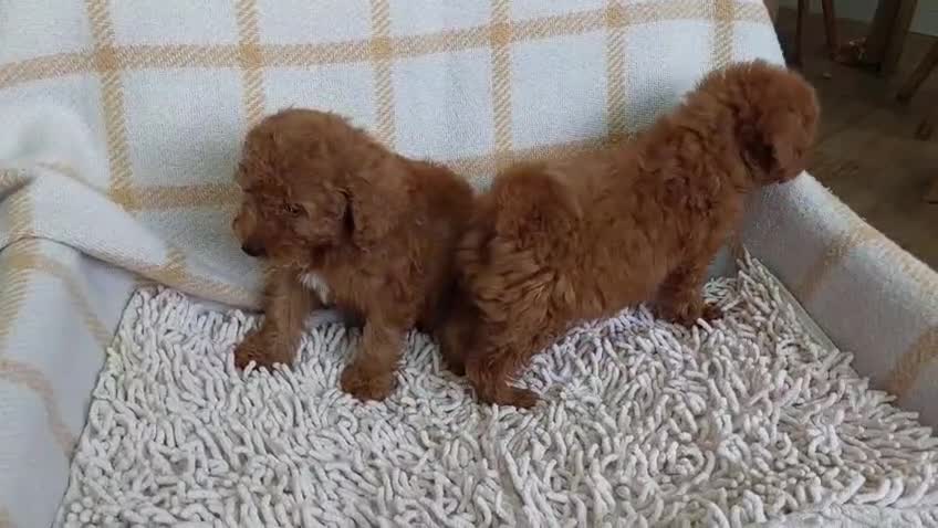 Caniche Toy perros en venta: Caniche rojo macho exclusivo  - Video 1