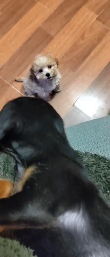 Teckel Miniatura perros en venta: Teckel Arlequin Miniatura Macho - Video 1