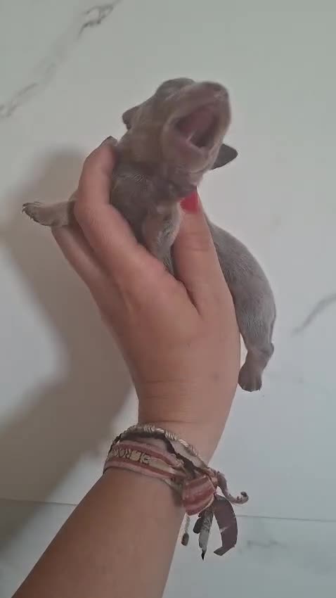 Pinscher Miniatura perros en venta: PINSCHER MINIATURA BLUE - Video 2
