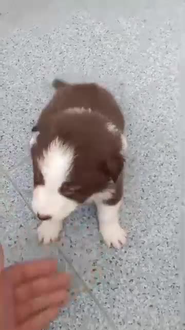 Border Collie perros en venta: Bordér collie  - Video 3