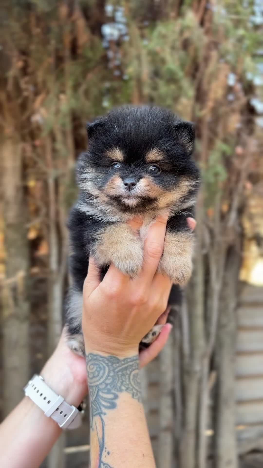 Pomerania perros en venta: Pomerania Toy cara de oso  - Video 1