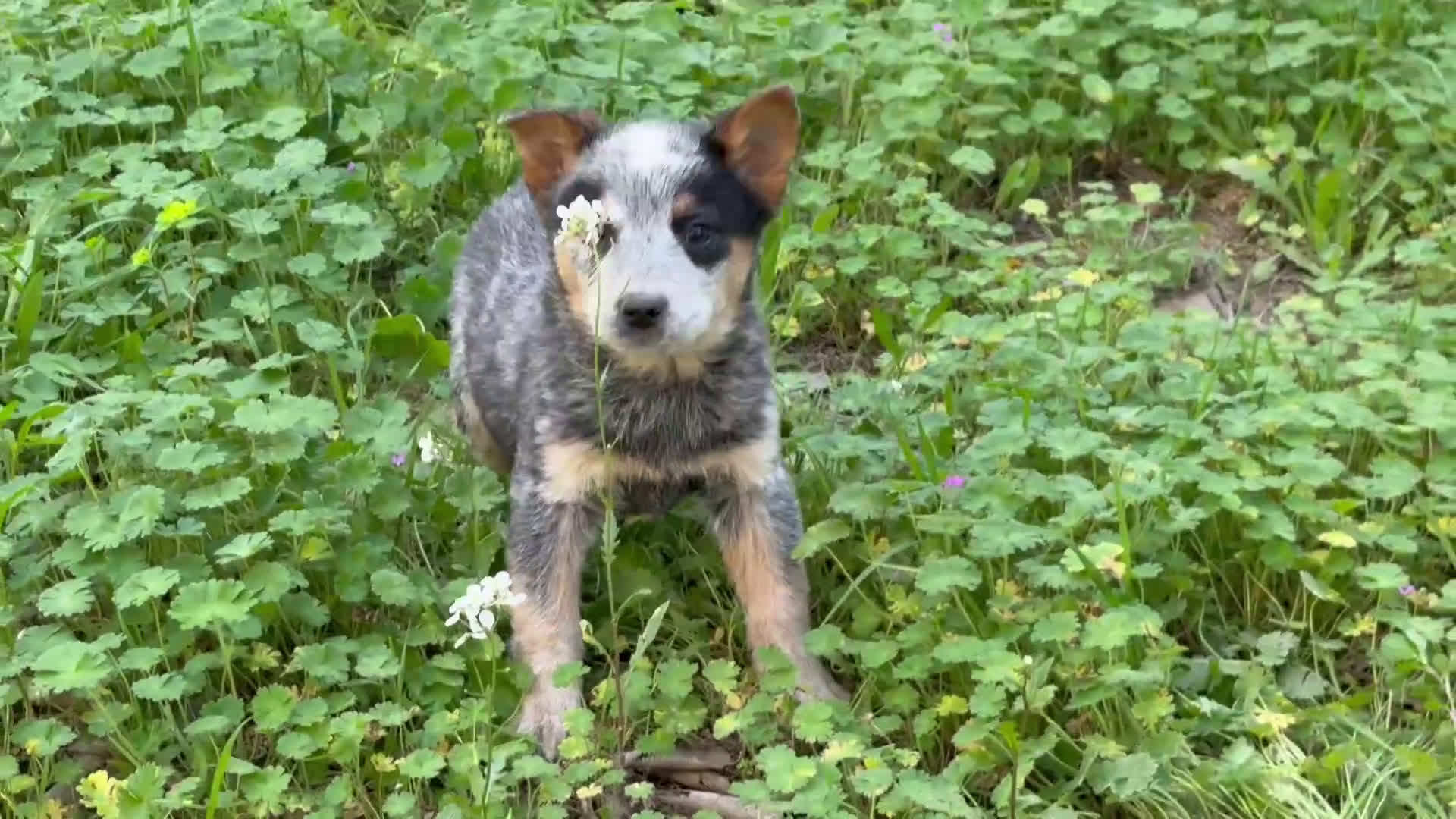 Boyero de Australia perros en venta: 🐾🐾🐾  Australian Cattle Dog 🐾🐾🐾 - Video 1