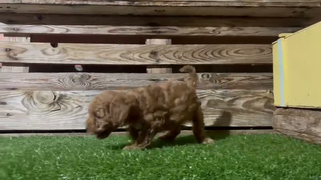 Caniche Toy perros en venta: Machos de caniche toy  - Video 2