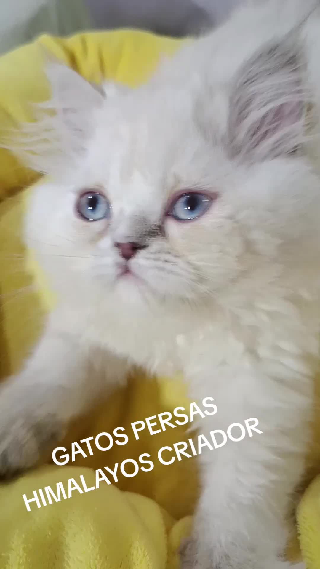 Himalayo gatos en venta: CAchorrita himalaya blue point - Video 1