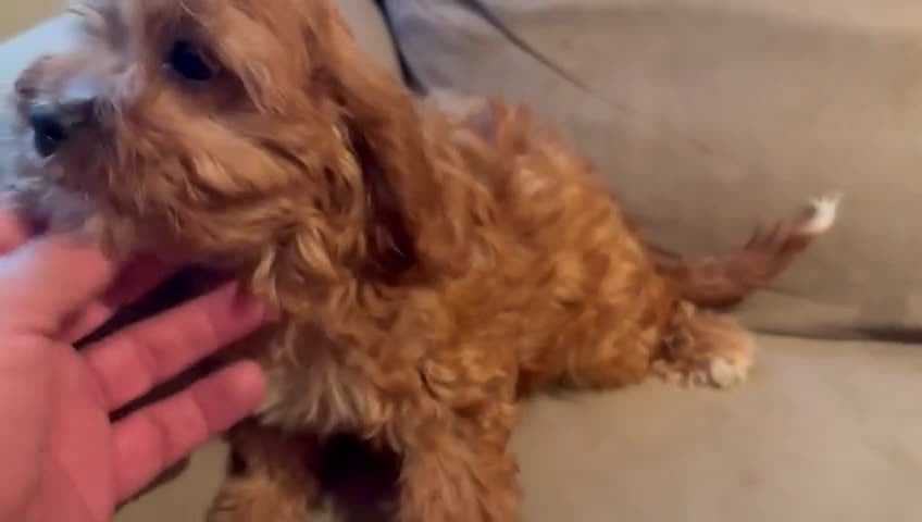 Cavapoo perros en venta: Cavapoo comprar   - Video 3