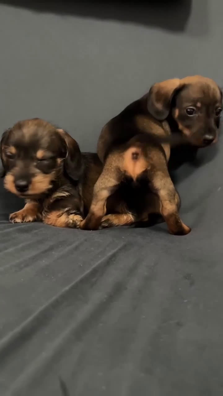 Teckel Miniatura perros en venta: Teckel mini pelo duro  - Video 1