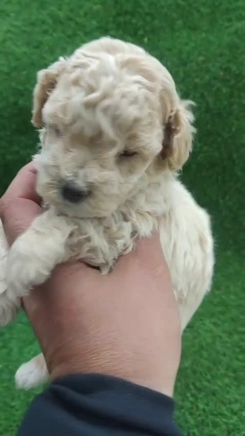 Caniche Toy perros en venta: Caniches machos mini toys - Video 1