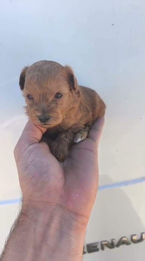 Maltipoo perros en venta: Hembras de maltipoo nacionales - Video 2