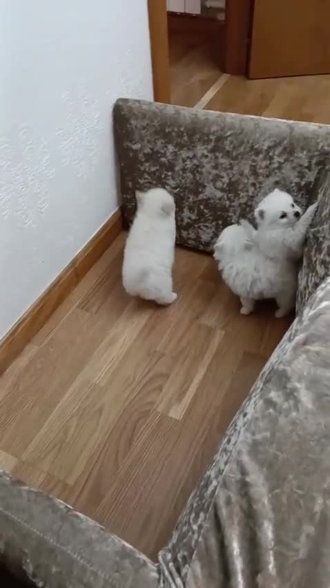 Pomerania perros en venta: Impresionantes hembras d3 pomerania  - Video 1