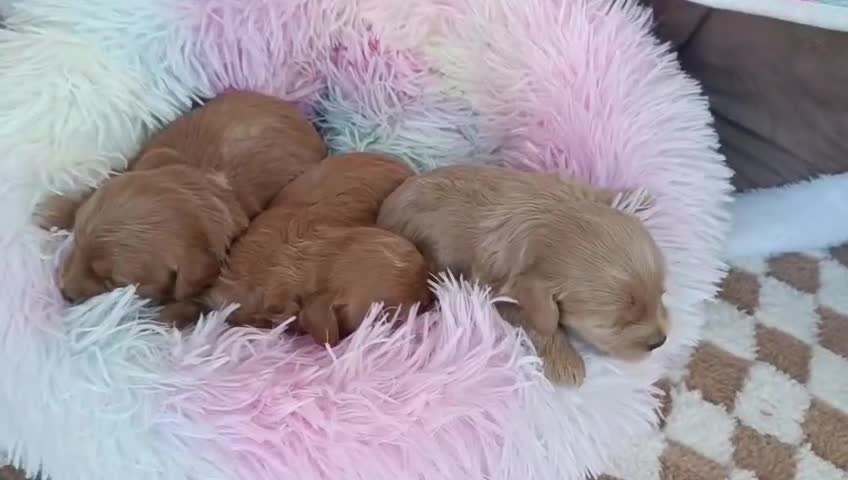 Caniche Toy perros en venta: CANICHE TOY HEMBRITAS  - Video 1