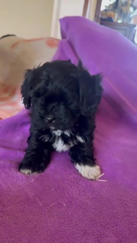 Maltipom perros en venta: Maltipoo macho minin - Video 1