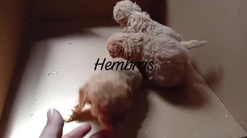 Caniche Toy perros en venta: caniches apricot toy 💛 en Madrid - Video 2