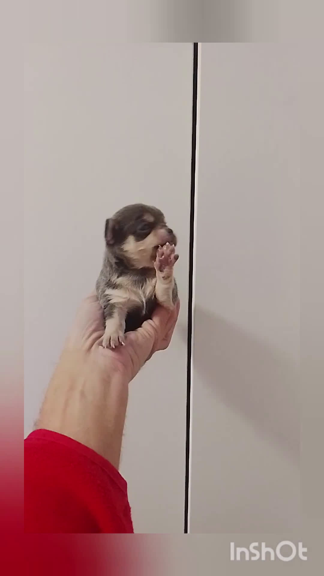 Chihuahua perros en venta: Chihuahua cabeza manzana - Video 1